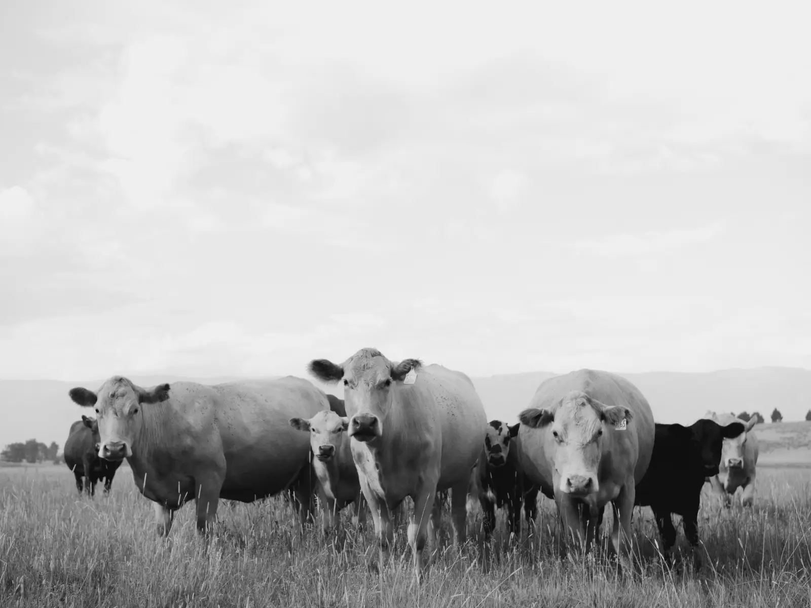 Photo of 3 cows looking at the camera